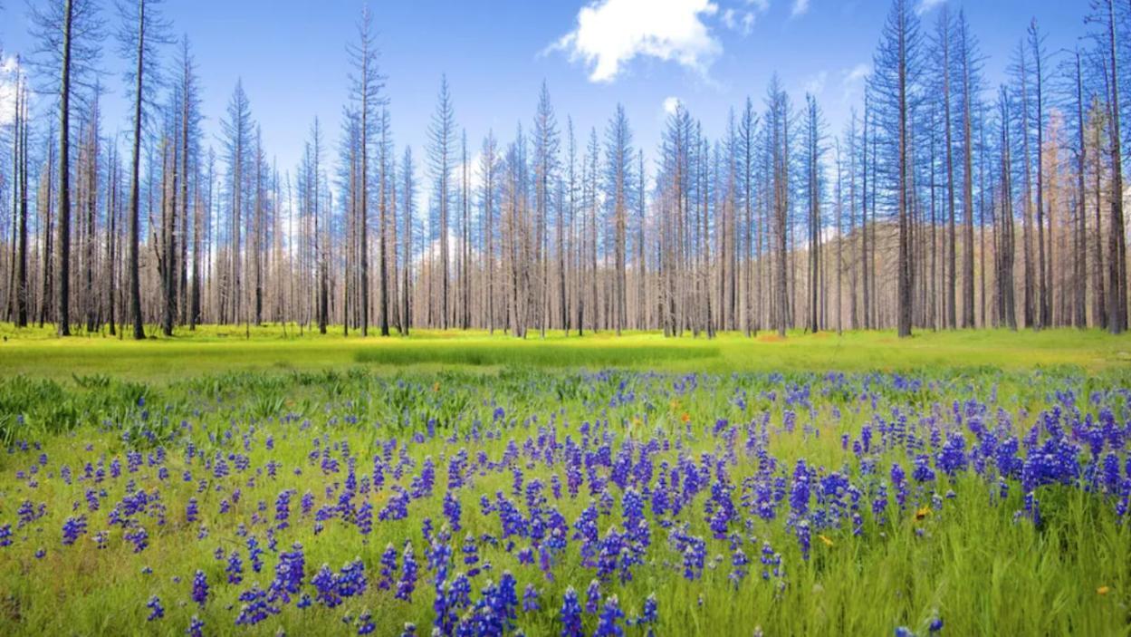 New Luxury Lake House In Pine Mountain Lake Close To Yosemite! Perfect For All Seasons! Great For Retreats, Getaways, Celebrations, And More! Гровленд Екстер'єр фото